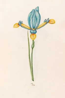 Iris (1692) (Iris (1692))