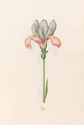 Iris (1692) (Iris (1692))