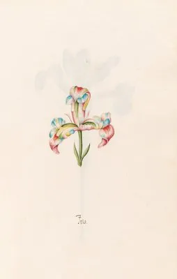 Iris (1692) (Iris (1692))