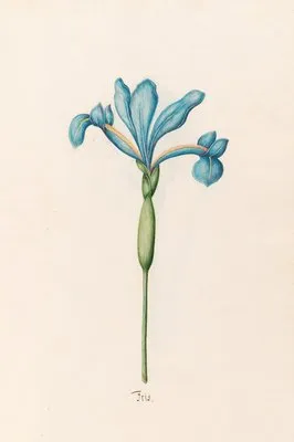 Iris (1692) (Iris (1692))