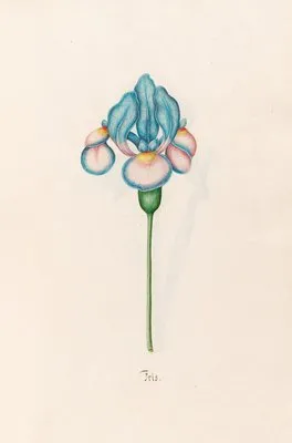 Iris (1692) (Iris (1692))
