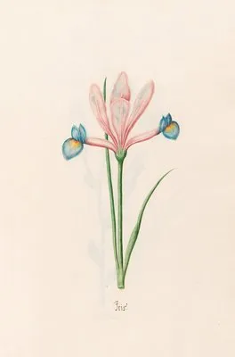 Iris (1692) (Iris (1692))