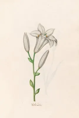 Weise Lilia (1692) (Weise Lilia (1692))
