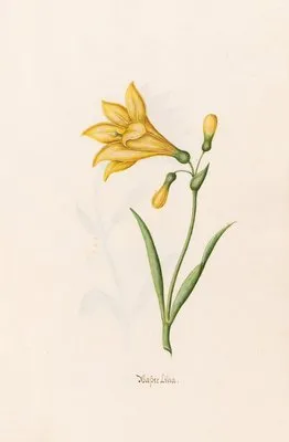 Wasser Lilia (1692) (Wasser Lilia (1692))
