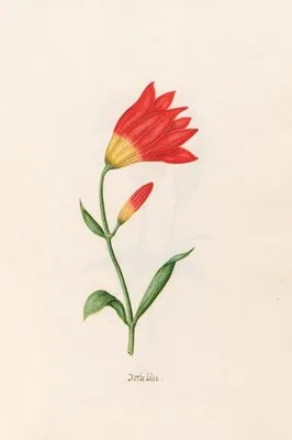 Rothe Lilia. [Lily] (1692) (Rothe Lilia. [Lily] (1692))