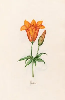 Feüer Lilia. [Lily] (1692)