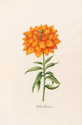 Gefülte Feüer Lilia. [Lily] (1692)