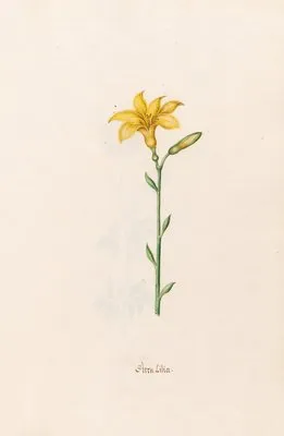 Stern Lilia. [Lily] (1692) (Stern Lilia. [Lily] (1692))