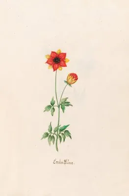 Corallen Blüme (1692)