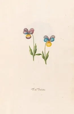 Flos Trinitatis (1692) (Flos Trinitatis (1692))