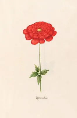 Ranunculüs (1692)