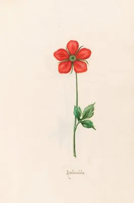 Ranünculüs (1692)