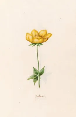 Ranünculüs (1692)