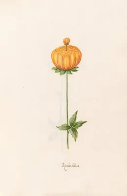 Ranünculüs (1692)