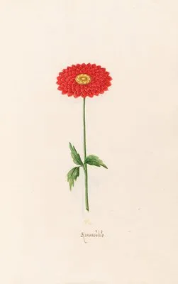 Ranünculüs (1692)