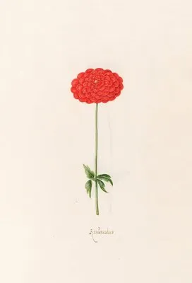 Ranünculüs (1692)