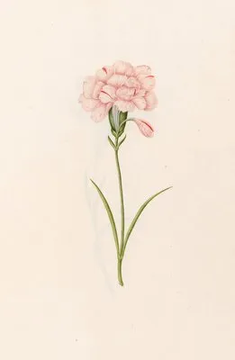 Carnation (1692) (Carnation (1692))