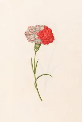 Carnation (1692) (Carnation (1692))