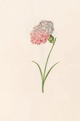 Carnation (1692) (Carnation (1692))