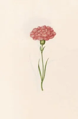 Carnation (1692) (Carnation (1692))