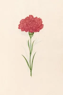 Carnation (1692) (Carnation (1692))