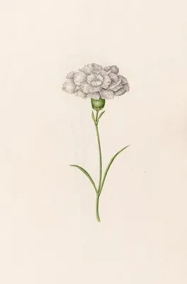 Carnation (1692) (Carnation (1692))