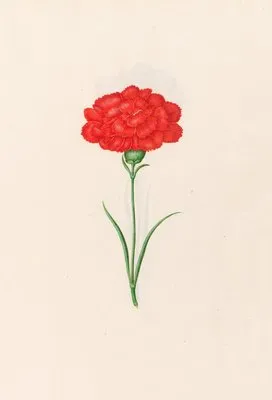 Carnation (1692) (Carnation (1692))