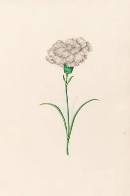 Carnation (1692) (Carnation (1692))