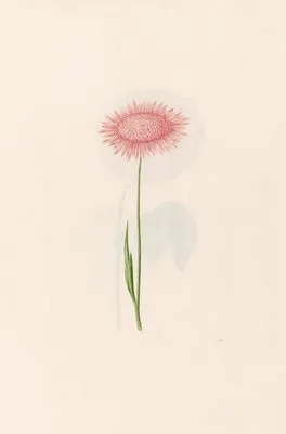 Untitled (1692) (Untitled (1692))