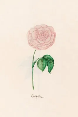 Centifoliüm (1692)