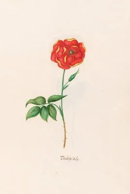Türckishe rose (1692)