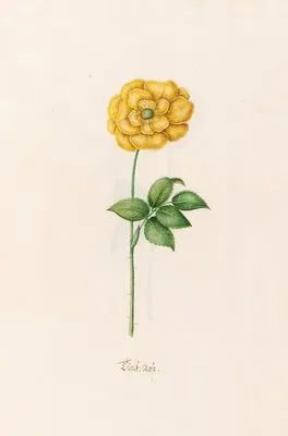 Türck. Rose (1692)
