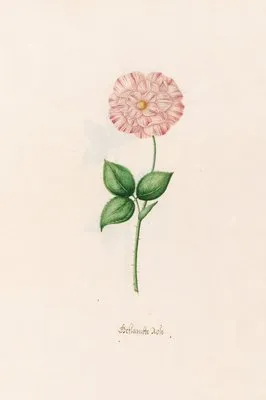 Geftambte rose (1692) (Geftambte rose (1692))