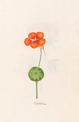 Nastürtiüm (1692)