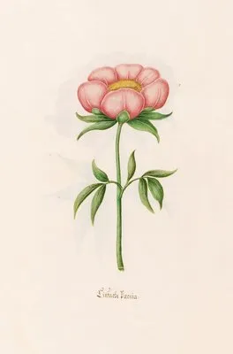 Einfache Poeonia. [Peony] (1692) (Einfache Poeonia. [Peony] (1692))