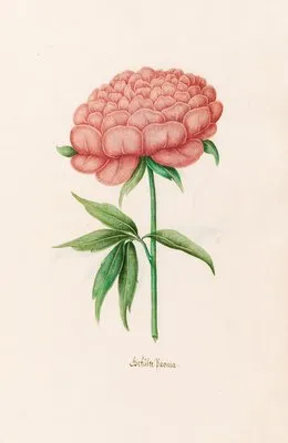 Gefülte Poeonia. [Peony] (1692)