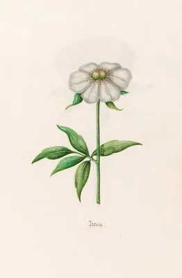 Peonia. [Peony] (1692) (Peonia. [Peony] (1692))