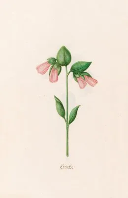 Cerinthe (1692) (Cerinthe (1692))