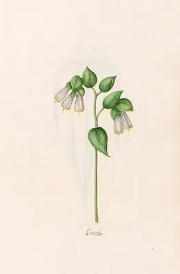Cerinthe (1692) (Cerinthe (1692))