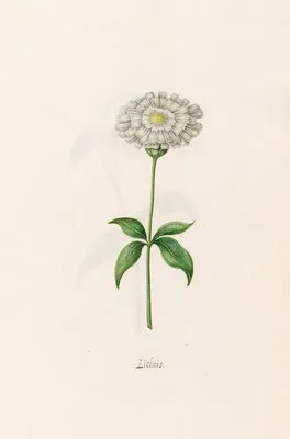 Lichnis (1692)