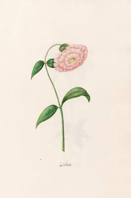 Lichnis (1692)