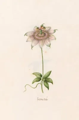 Passions rose (1692)