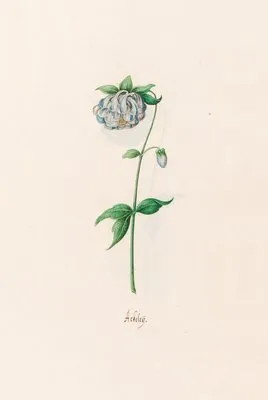 Ackeleÿ (1692)
