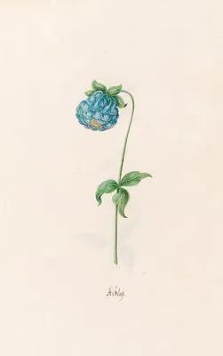 Ackeleÿ (1692)