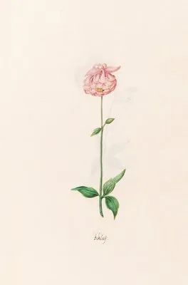 Ackeleÿ (1692)