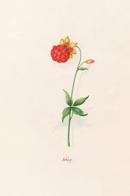 Ackeleÿ (1692)