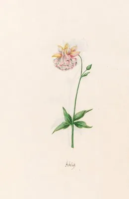 Ackeleÿ (1692)