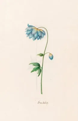 Stern Ackeleÿ (1692)