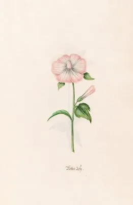 Wetter rose (1692) (Wetter rose (1692))