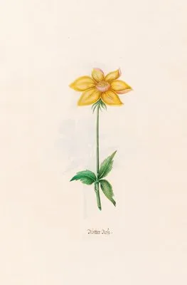 Wetter rose (1692) (Wetter rose (1692))